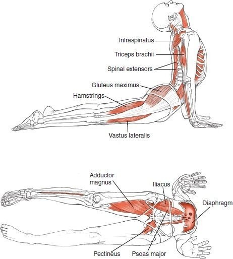 Anatomia del yoga pdf